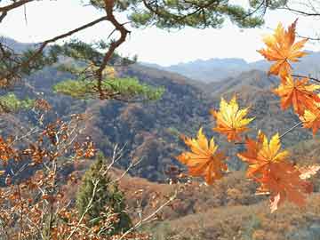 售米非司酮片 包邮伯克希尔董事会投票决定：阿贝尔明年1月1日起出任CEO，巴菲特继续担任董事长